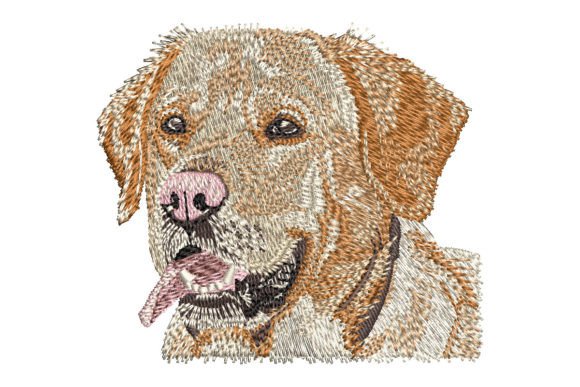 Reviewing the Yellow Labrador Retriever Design